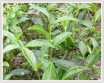 文山包種茶樹