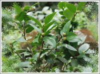 茶花樹